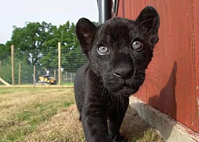 幼年黑豹疑似患重病,就在奶爸考虑给它安乐死时,奇迹发生了|奶爸|黑豹