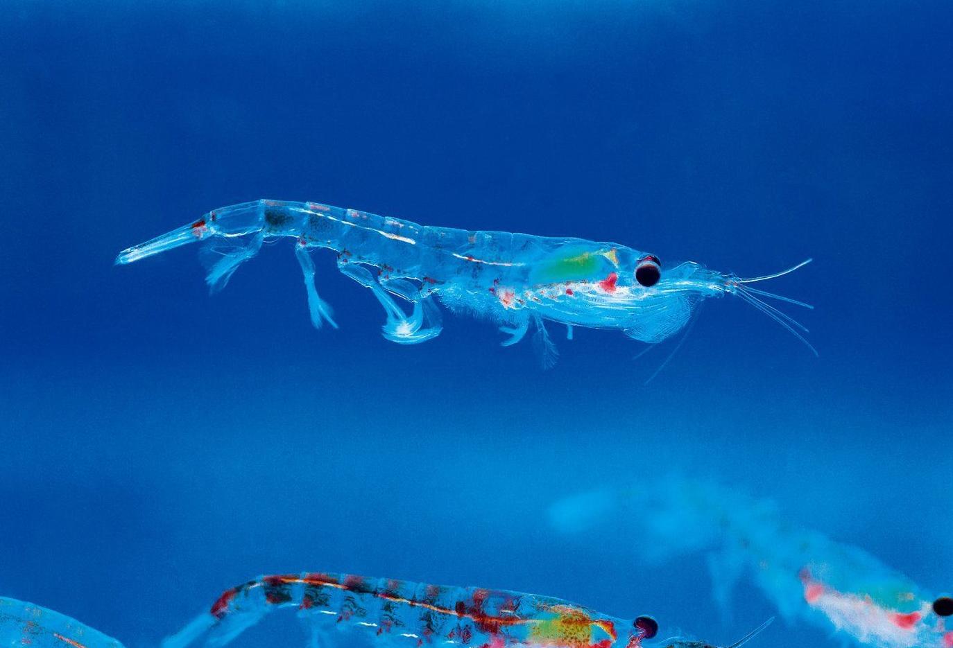 中国在南极发现"海上粮仓",老外很是羡慕|粮食|南极磷虾|磷虾_新浪