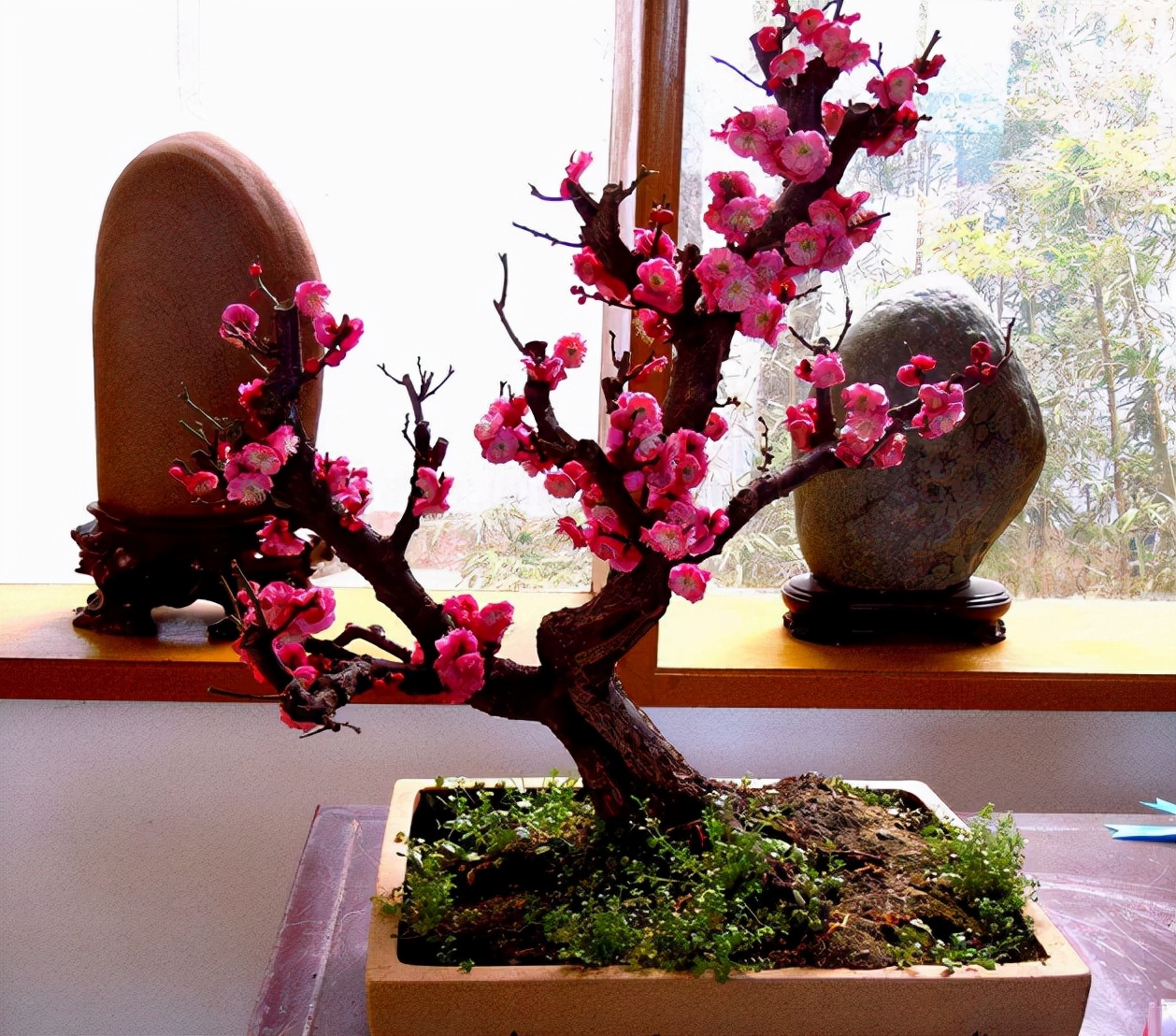 所以如果你想养的话可以在家庭中养一棵矮形状的桃树盆景,保证光照