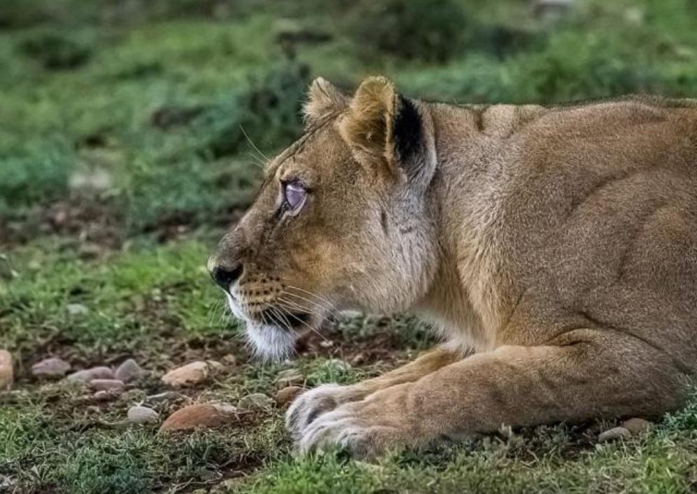 两只母狮埋伏疣猪它们悄无声息地接近猎物却还是被提前发现