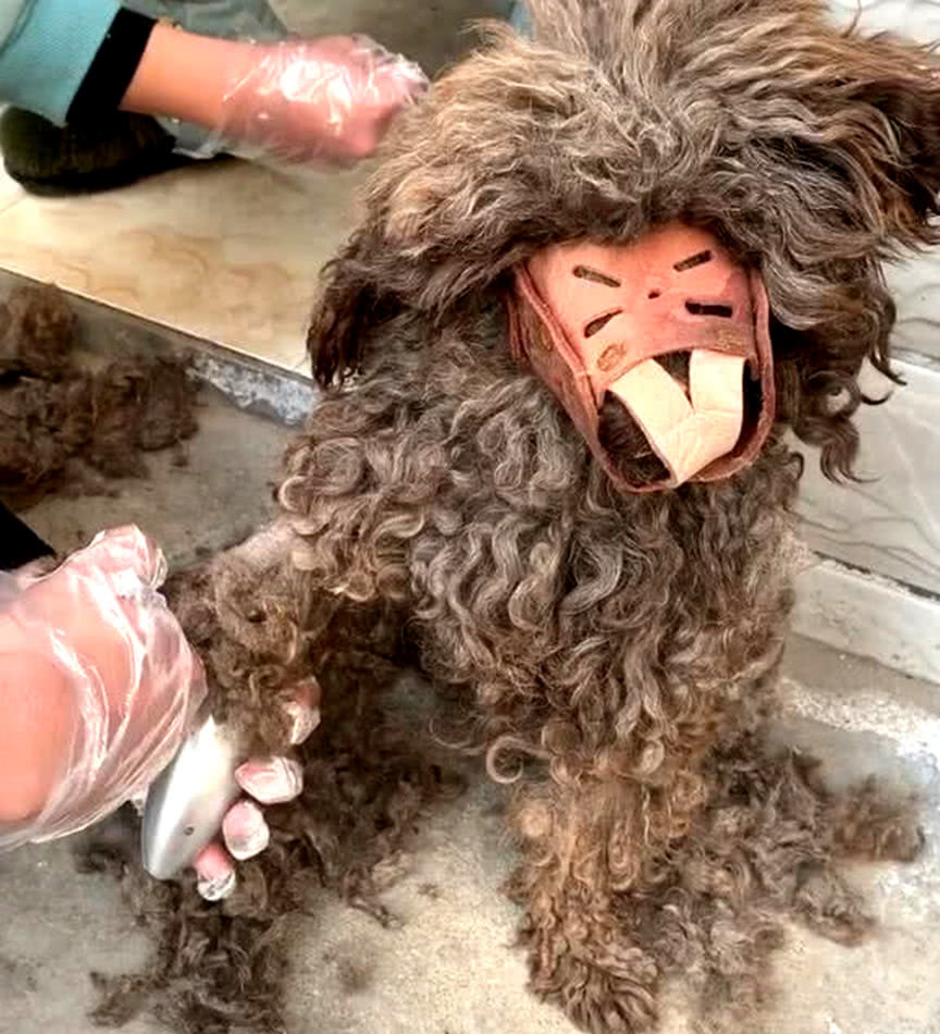 流浪泰迪剪毛被带口套看起来像人脸一样网友纷纷直呼主人赚了