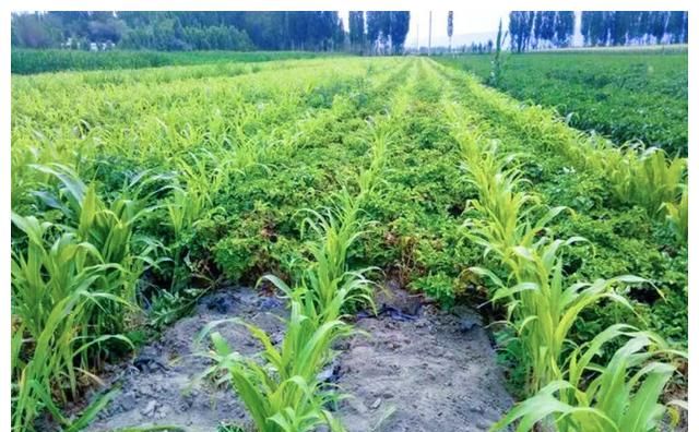 土豆、玉米巧妙套种,从选择品种开始,分享套种技巧|套种|土豆|玉米_新浪新闻