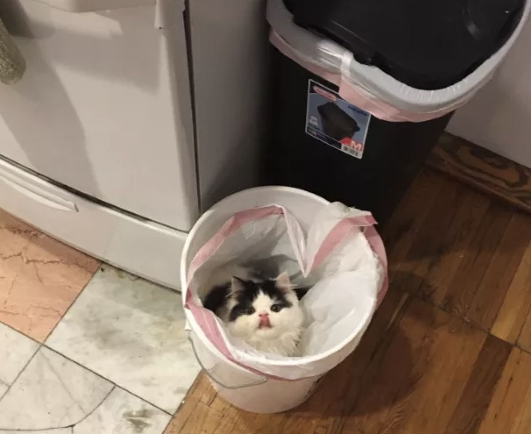 垃圾桶里不只有垃圾还有辣鸡小猫咪