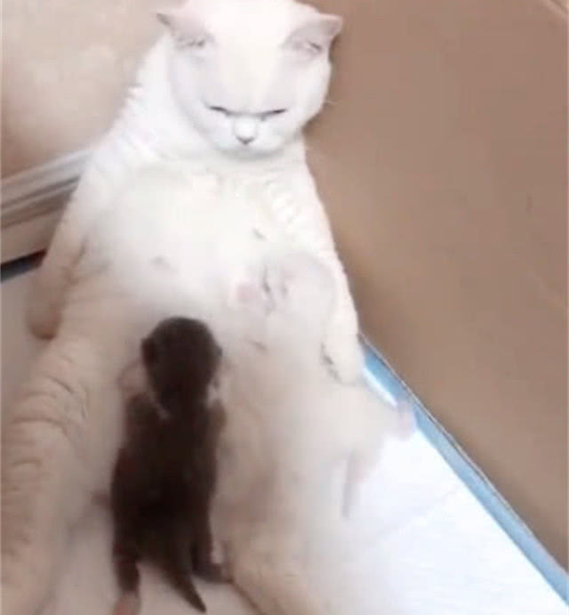 猫妈妈给小猫咪喝奶,低下头一看却好心塞,你确定不是别家的娃?休闲区蓝鸢梦想 - Www.slyday.coM 猫妈妈给小猫咪喝奶,低下头一看却好心塞,你确定不是别家的娃?休闲区蓝鸢梦想 - Www.slyday.coM