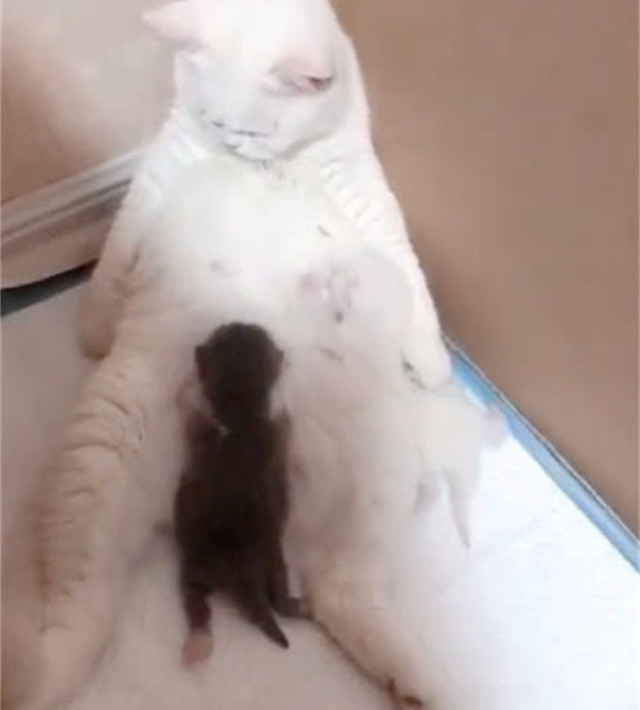 猫妈妈给小猫咪喝奶,低下头一看却好心塞,你确定不是别家的娃?休闲区蓝鸢梦想 - Www.slyday.coM 猫妈妈给小猫咪喝奶,低下头一看却好心塞,你确定不是别家的娃?休闲区蓝鸢梦想 - Www.slyday.coM