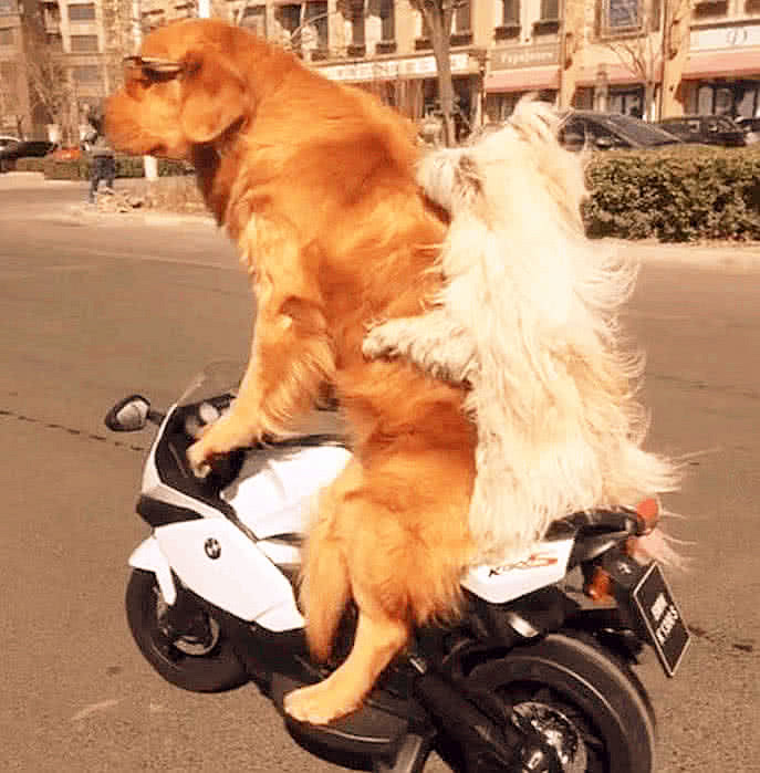 网友给狗子买了个摩托玩,金毛学会了后,画面有一点儿拉风!__财经头条