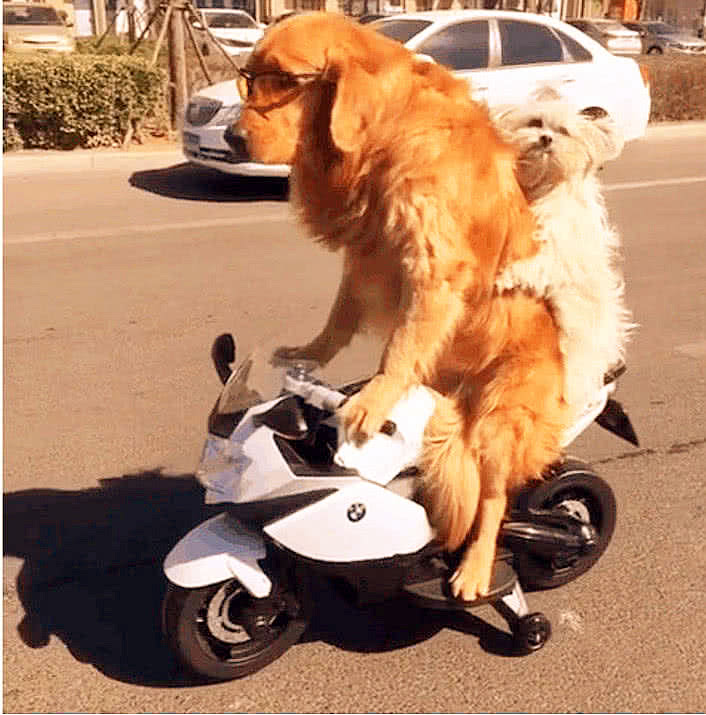 网友给狗子买了个摩托玩,金毛学会了后,画面有一点儿拉风!__财经头条