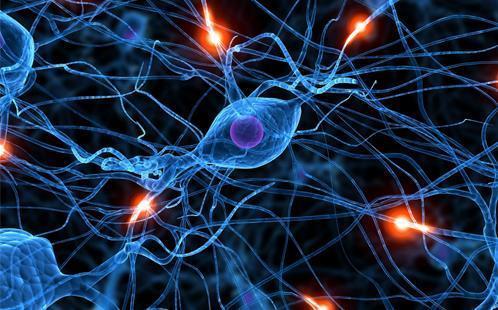 原来数学学得好真的有生理原因!科学家发现“数学细胞”真的存在休闲区蓝鸢梦想 - Www.slyday.coM 原来数学学得好真的有生理原因!科学家发现“数学细胞”真的存在休闲区蓝鸢梦想 - Www.slyday.coM