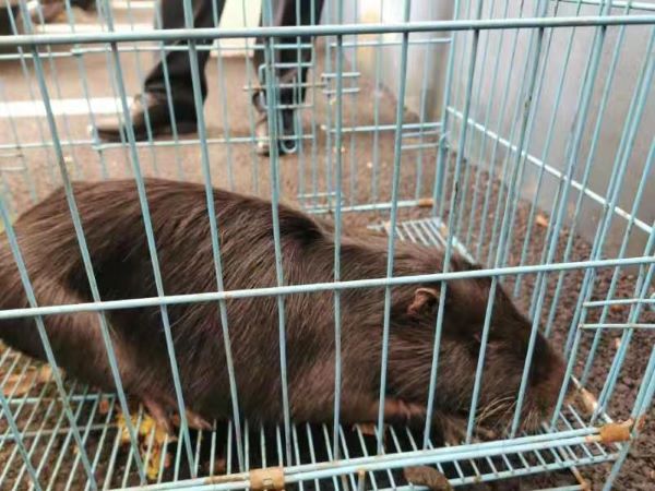 河道边发现草狸獭 竟是外来入侵生物