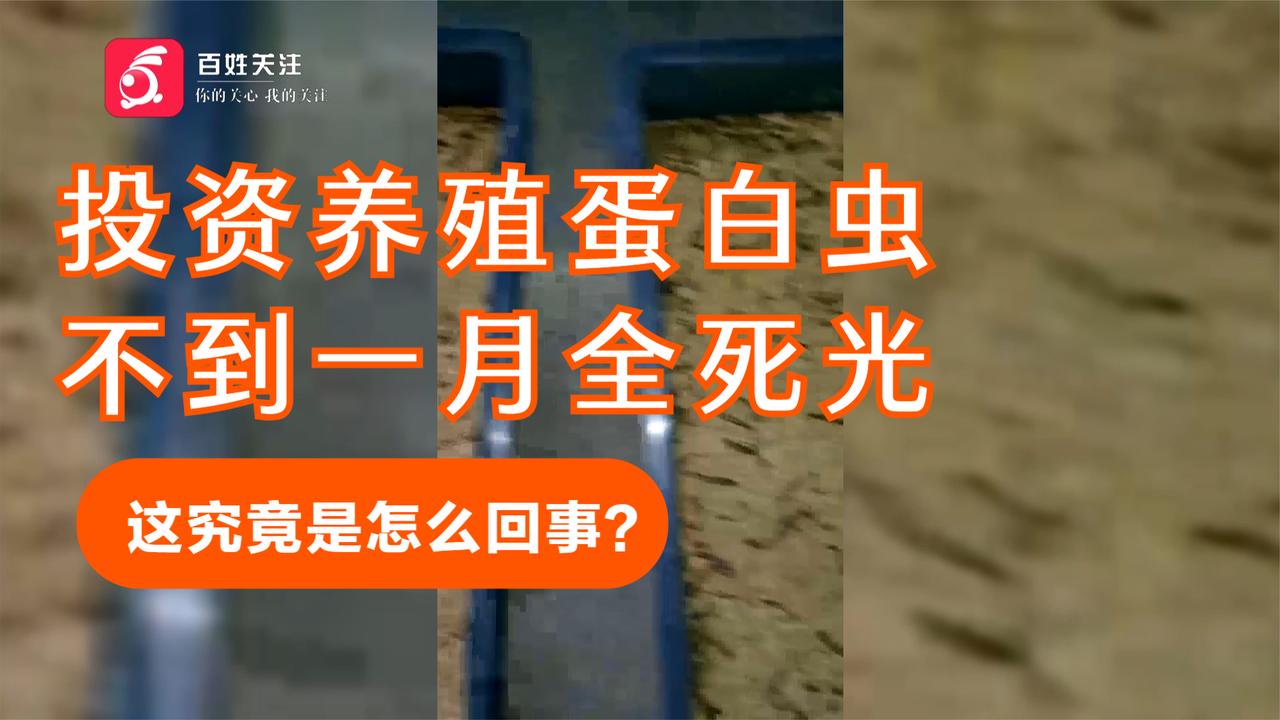 四季源丰蛋白虫养殖骗局 