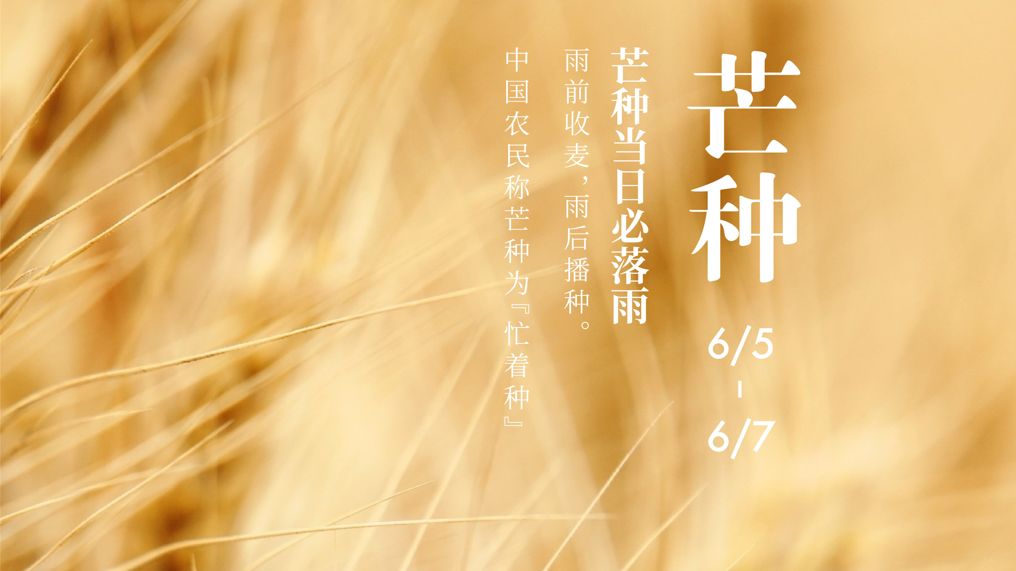 全球连线|二十四节气大赏之九:芒种|芒种_新浪新闻