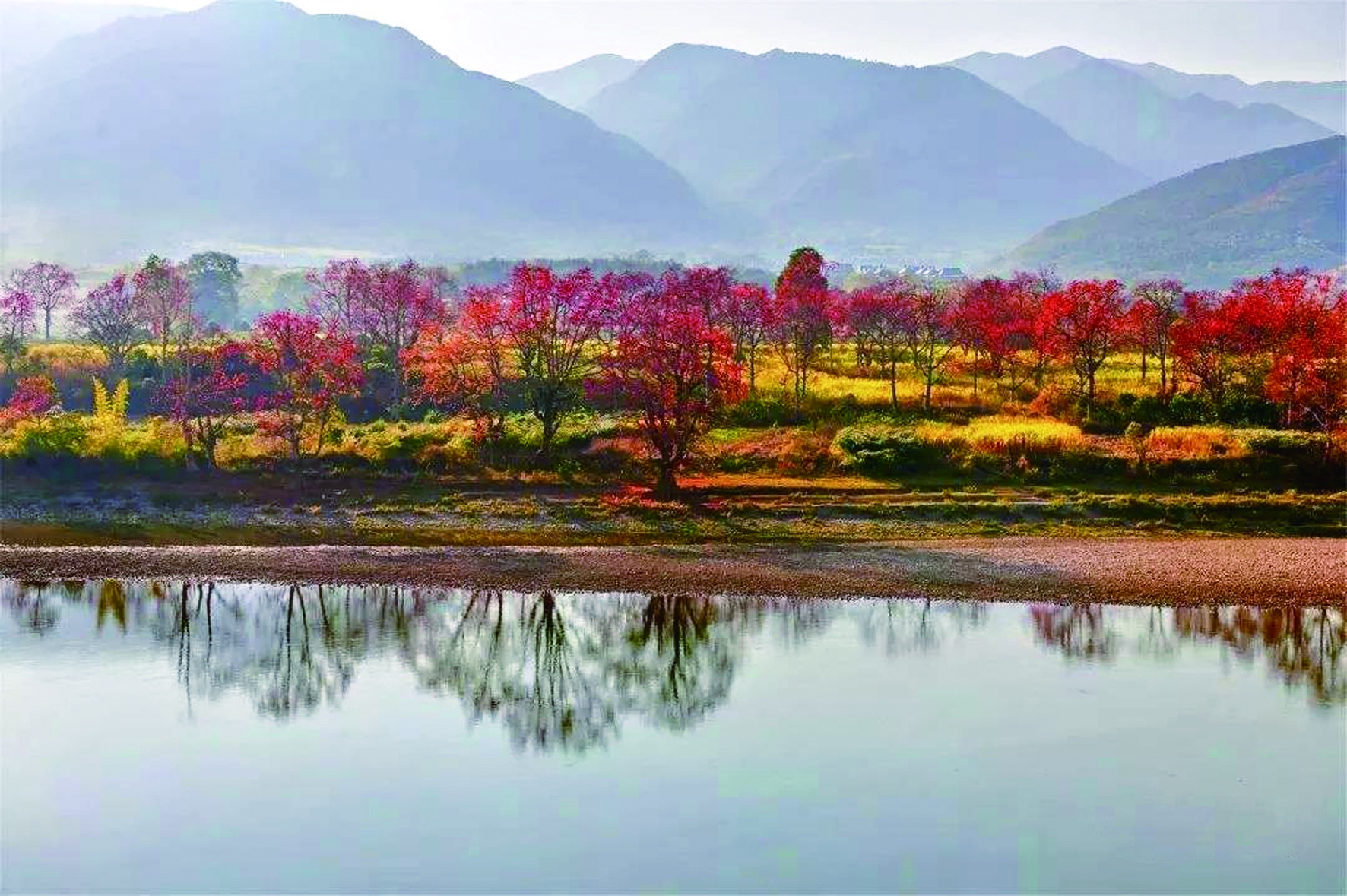 早春二月相约木棉花开时