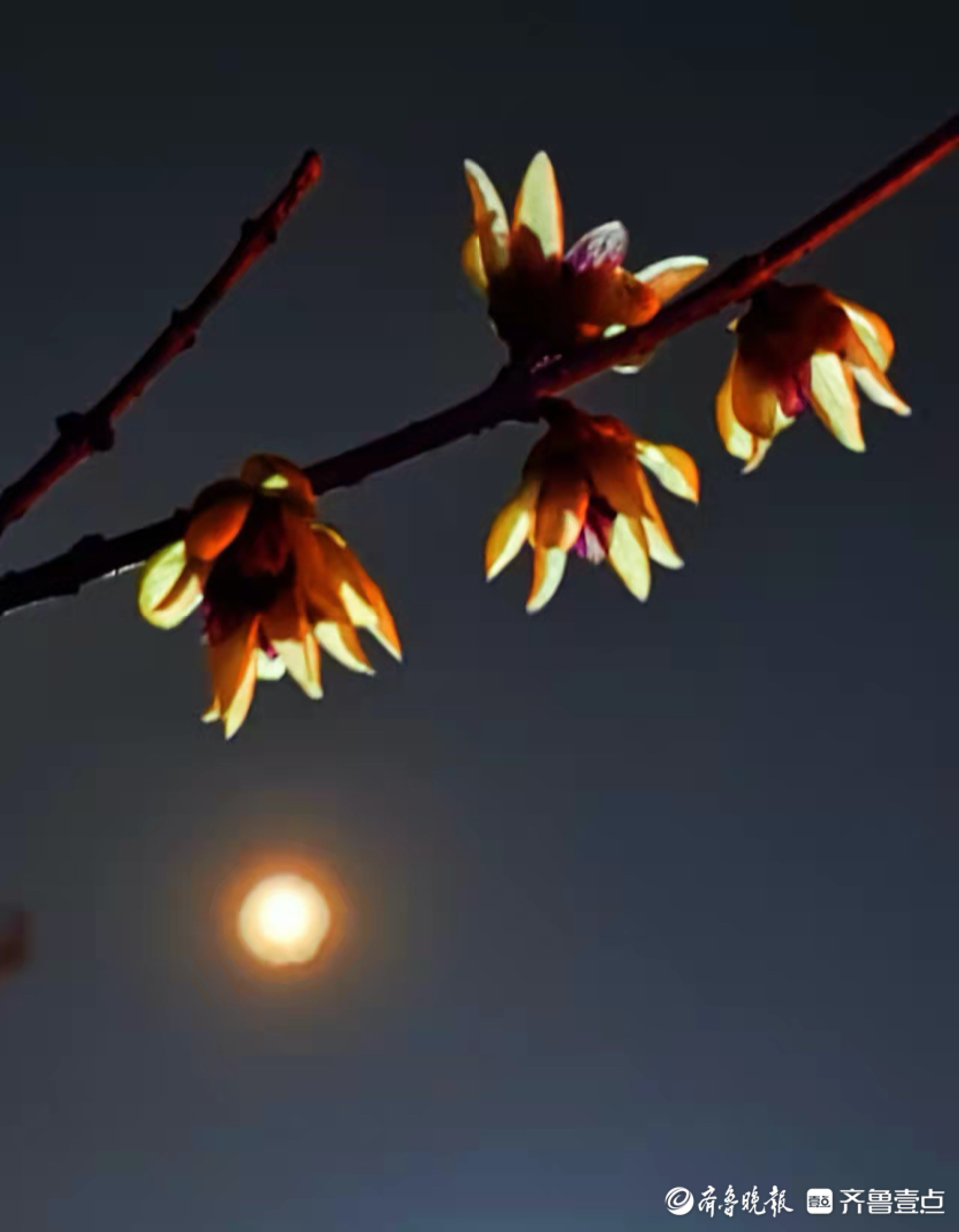 明月映梅花,夜晚添美景|正月_新浪新闻