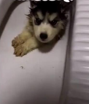 回家不见二哈来迎接，找去看到它的纳凉地，主人的三观都崩塌了休闲区蓝鸢梦想 - Www.slyday.coM