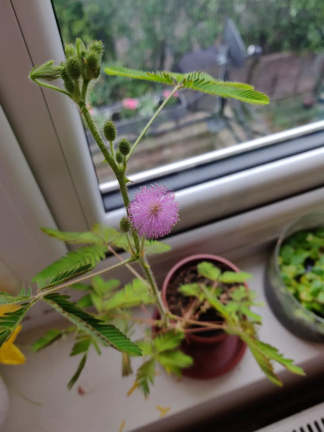 彩虹含羞草真的存在吗在家里养含羞草真的好吗