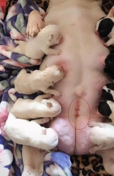 狗妈剖腹产生下九只崽休息片刻就要喂奶看到喂奶姿势超心疼
