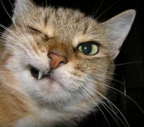 主人忘了把猫咪关笼里,下班回家开门一看,眼前一幕让人笑到扶墙休闲区蓝鸢梦想 - Www.slyday.coM 主人忘了把猫咪关笼里,下班回家开门一看,眼前一幕让人笑到扶墙休闲区蓝鸢梦想 - Www.slyday.coM