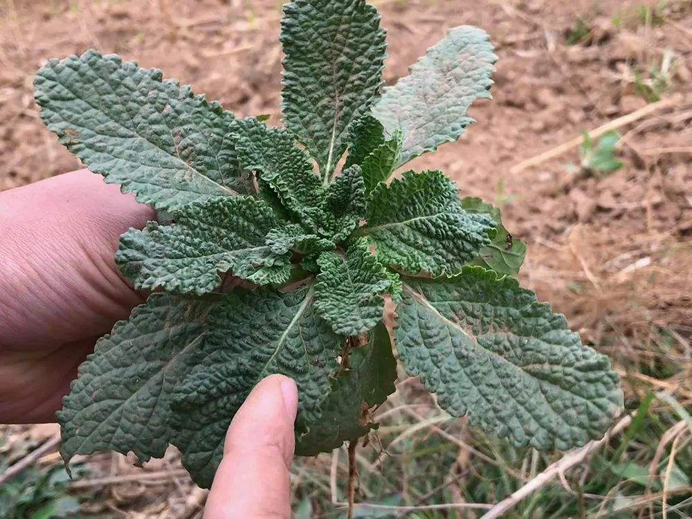 荔枝草的全草入药,中国民间广泛用于跌打损伤,无名肿毒,流感,咽喉肿痛