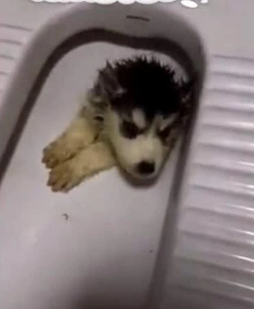 回家不见二哈来迎接，找去看到它的纳凉地，主人的三观都崩塌了休闲区蓝鸢梦想 - Www.slyday.coM