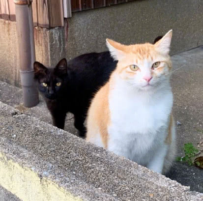 发现橘猫被偷拍黑猫警长立马站出来下一秒让网友哭笑不得