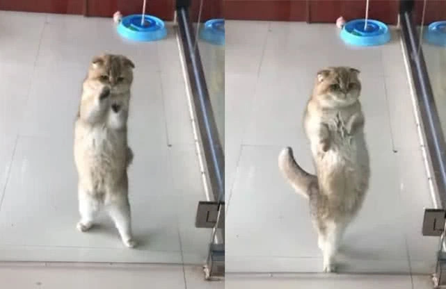 主人忘了把猫咪关笼里,下班回家开门一看,眼前一幕让人笑到扶墙休闲区蓝鸢梦想 - Www.slyday.coM 主人忘了把猫咪关笼里,下班回家开门一看,眼前一幕让人笑到扶墙休闲区蓝鸢梦想 - Www.slyday.coM