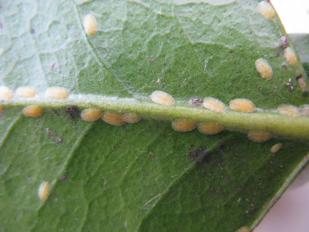 植物常见的小黑飞蚧壳虫蚜虫和红蜘蛛教你有效的杀虫技巧