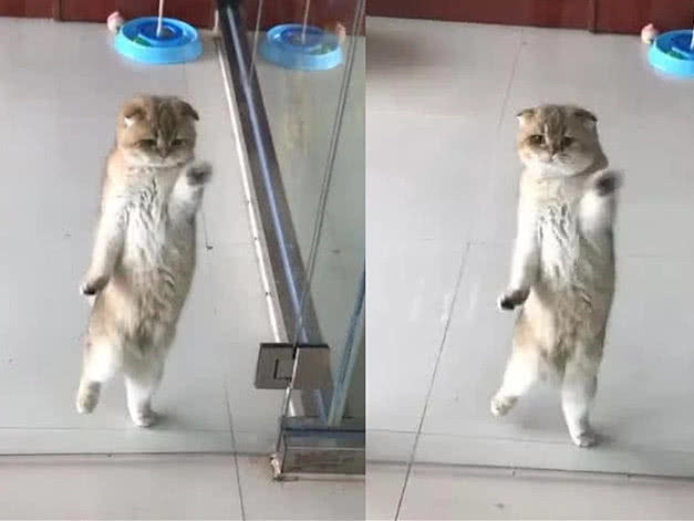 主人忘了把猫咪关笼里,下班回家开门一看,眼前一幕让人笑到扶墙休闲区蓝鸢梦想 - Www.slyday.coM 主人忘了把猫咪关笼里,下班回家开门一看,眼前一幕让人笑到扶墙休闲区蓝鸢梦想 - Www.slyday.coM