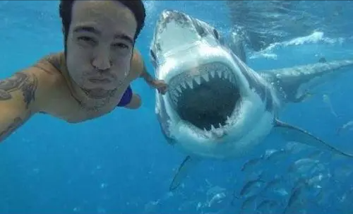 60年内首次咬死人悉尼海滩鲨鱼伤人鲨鱼咬人不是只尝味道吗