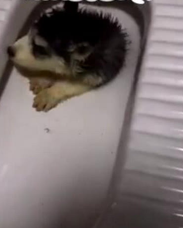 回家不见二哈来迎接，找去看到它的纳凉地，主人的三观都崩塌了休闲区蓝鸢梦想 - Www.slyday.coM