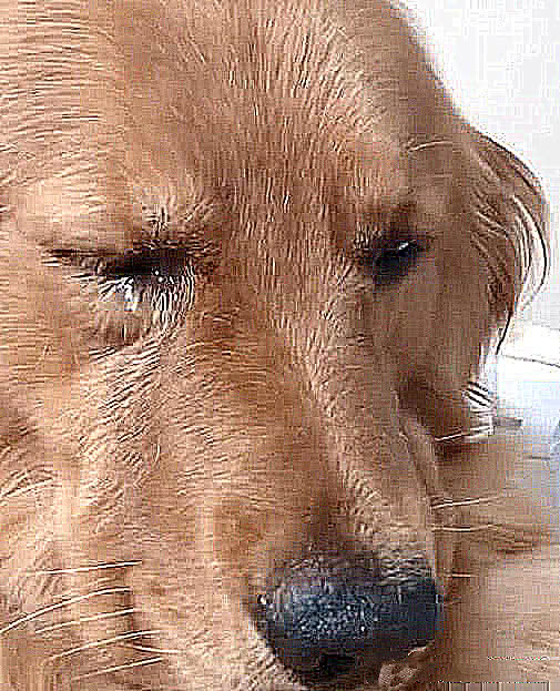 铲屎官将养了多年的金毛卖掉,几年后再次相见,它的举动令人泪目|金毛