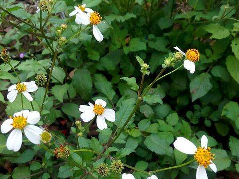 农村植物叫白花鬼针草,人称粘粘草,金盏银盘,煮水作用厉害了