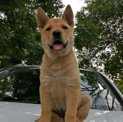 小土狗趁人不注意跑到车前盖去坐,男子瞬间泪崩了,网友却笑坏了休闲区蓝鸢梦想 - Www.slyday.coM 小土狗趁人不注意跑到车前盖去坐,男子瞬间泪崩了,网友却笑坏了休闲区蓝鸢梦想 - Www.slyday.coM