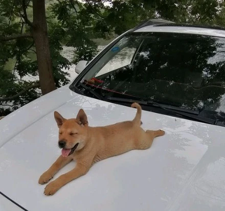 小土狗趁人不注意跑到车前盖去坐,男子瞬间泪崩了,网友却笑坏了休闲区蓝鸢梦想 - Www.slyday.coM 小土狗趁人不注意跑到车前盖去坐,男子瞬间泪崩了,网友却笑坏了休闲区蓝鸢梦想 - Www.slyday.coM