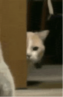 网友正在逗别人家的猫家猫躲在门后暗中观察铲屎的太过分了
