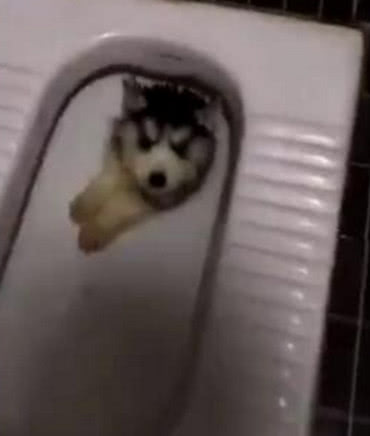 回家不见二哈来迎接，找去看到它的纳凉地，主人的三观都崩塌了休闲区蓝鸢梦想 - Www.slyday.coM