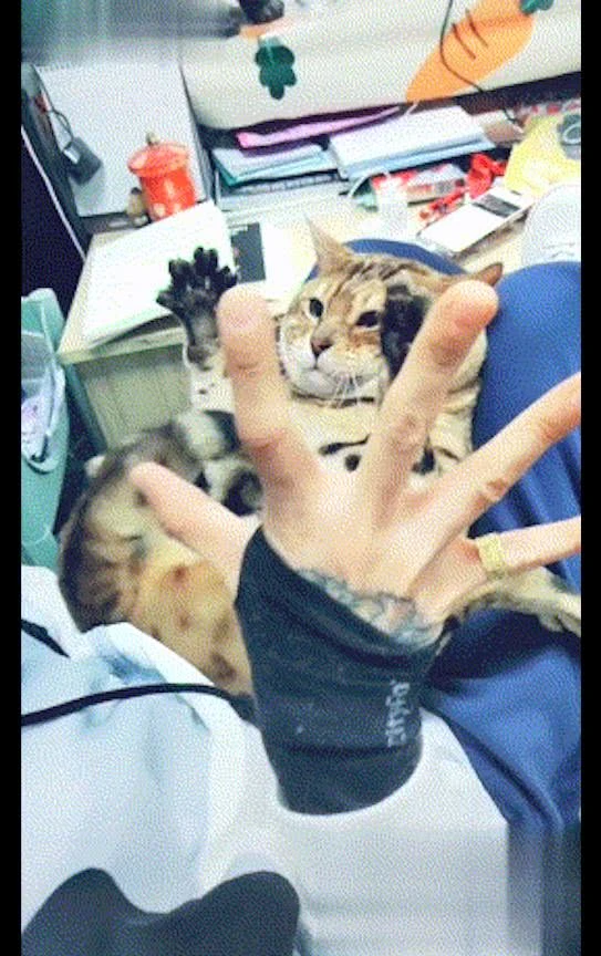 猫咪的胆子太小，主人只是张开了手掌，它就被吓得马上举手投降！休闲区蓝鸢梦想 - Www.slyday.coM