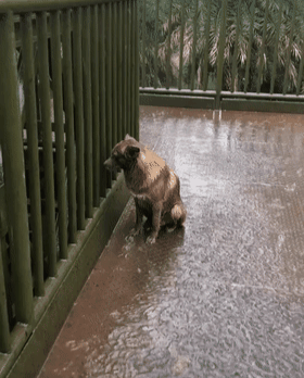 小狗站在雨中淋雨模样让人心疼得知原因后男子感叹狗太忠诚