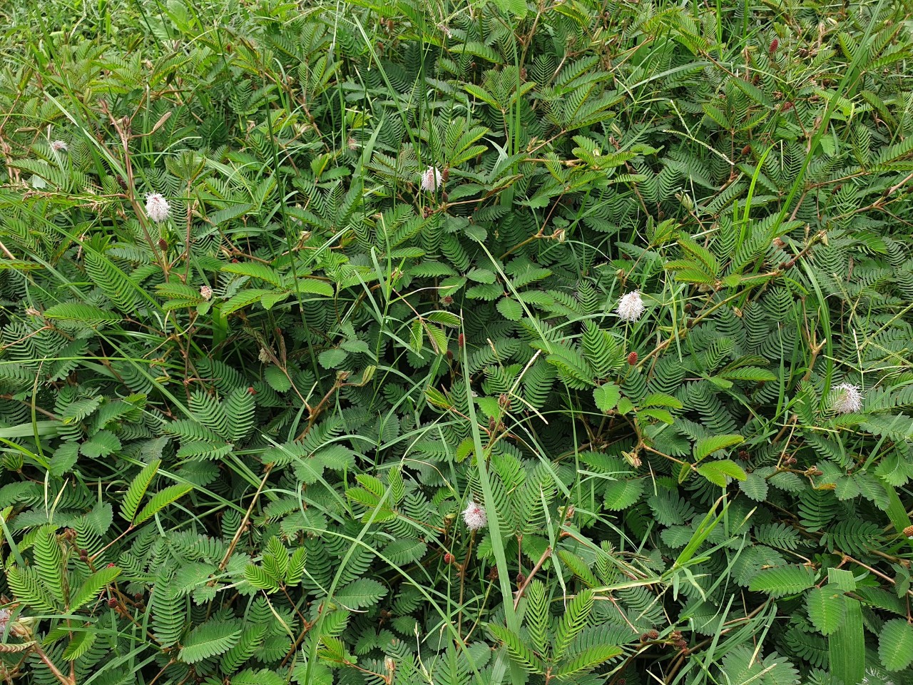 彩虹含羞草真的存在吗在家里养含羞草真的好吗