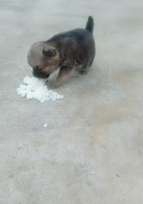 土狗被主人抛弃的几率,是宠物狗狗的很多倍.