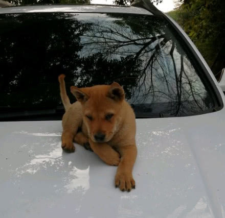 小土狗趁人不注意跑到车前盖去坐,男子瞬间泪崩了,网友却笑坏了休闲区蓝鸢梦想 - Www.slyday.coM 小土狗趁人不注意跑到车前盖去坐,男子瞬间泪崩了,网友却笑坏了休闲区蓝鸢梦想 - Www.slyday.coM