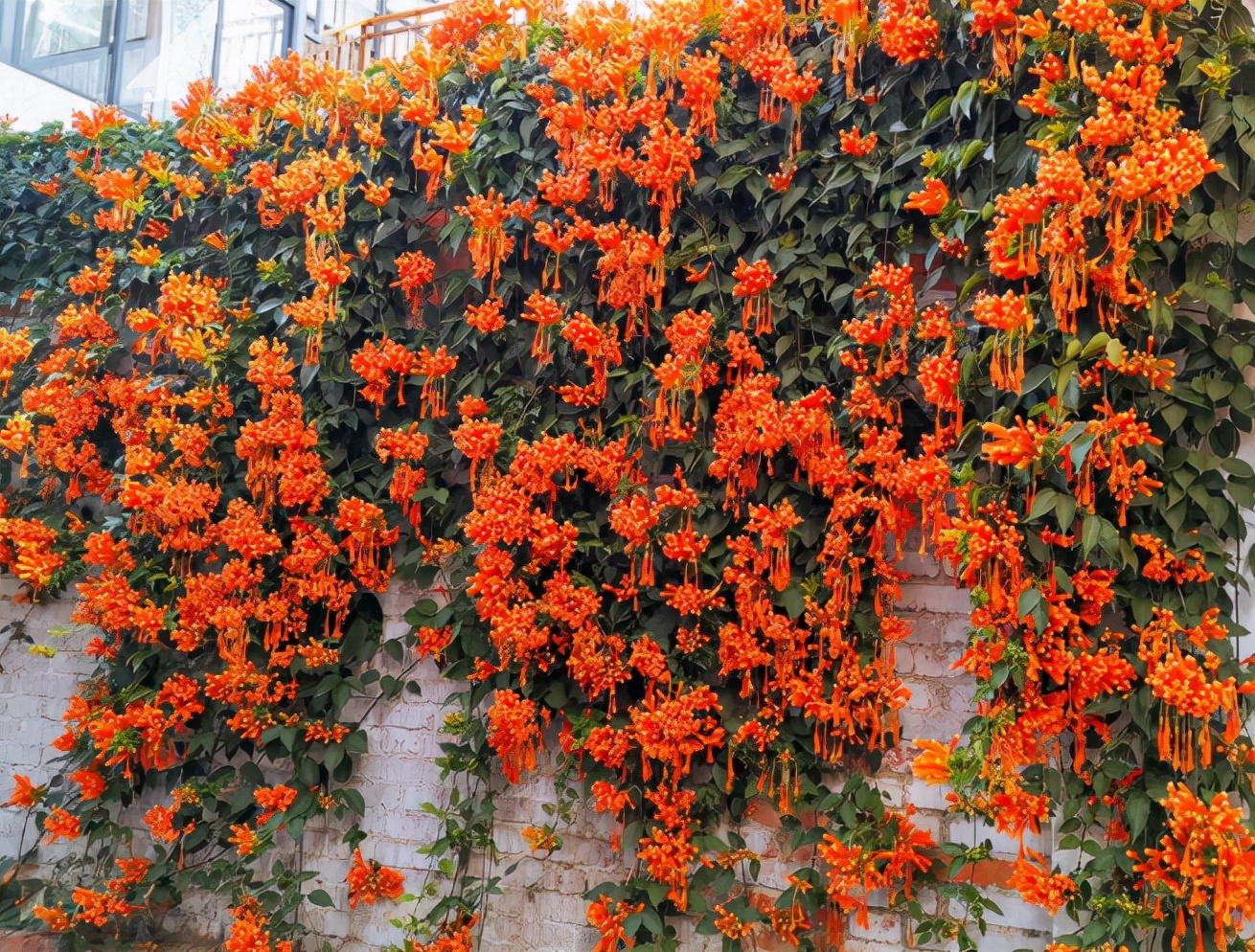 7种爬藤花花园必须种一棵1年爬满墙开成花瀑布