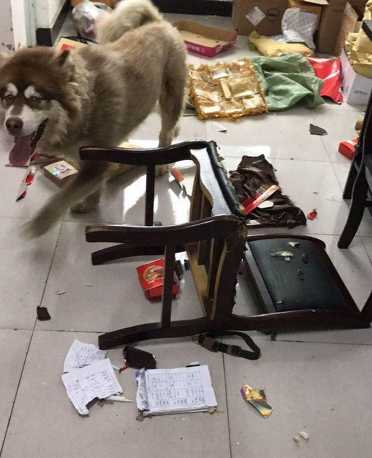 阿拉斯加拆家堪比二哈咬坏主人上千元的沙发气得主人想炖狗肉