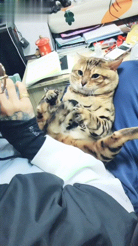 猫咪的胆子太小，主人只是张开了手掌，它就被吓得马上举手投降！休闲区蓝鸢梦想 - Www.slyday.coM