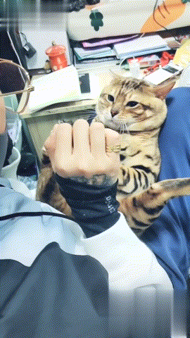 猫咪的胆子太小，主人只是张开了手掌，它就被吓得马上举手投降！休闲区蓝鸢梦想 - Www.slyday.coM