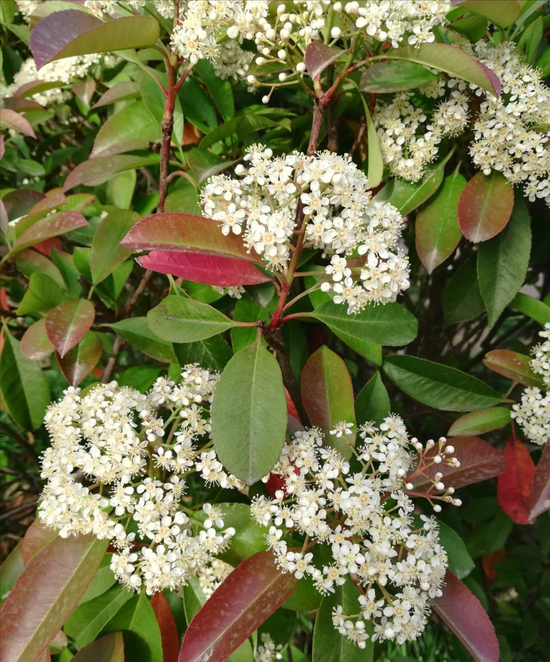 石楠有一种奇怪的气味,为什么学校还要种植?它有3大妙用|石楠|植物|石