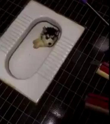 回家不见二哈来迎接，找去看到它的纳凉地，主人的三观都崩塌了休闲区蓝鸢梦想 - Www.slyday.coM