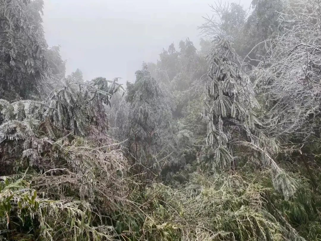 肇庆这里“下雪”了，雾凇、冰挂齐上线！休闲区蓝鸢梦想 - Www.slyday.coM