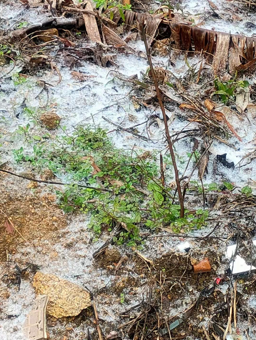 肇庆这里“下雪”了，雾凇、冰挂齐上线！休闲区蓝鸢梦想 - Www.slyday.coM