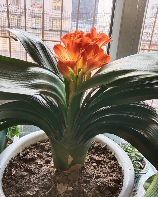 家庭养花,牢记"6技巧",花朵开不停,叶子绿油油,健壮旺盛|阳台_新浪