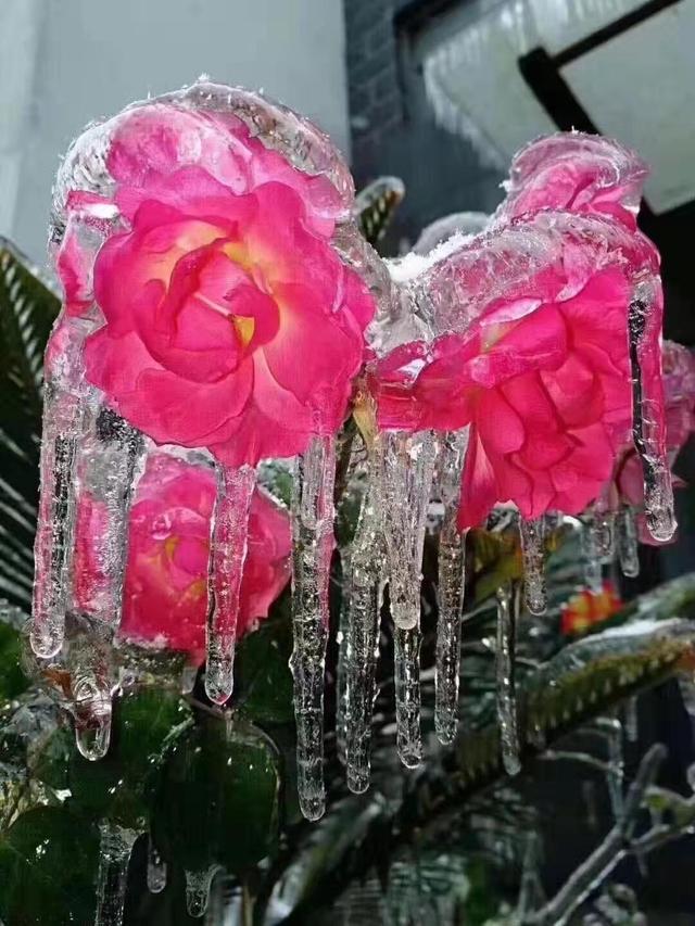 寒潮来袭道路结冰,韶关乐昌云岩镇全力做好防寒工作